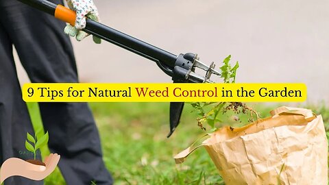 9 Tips for Natural Weed Control in the Garden