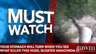 Your stomach will turn a few times when you see what killed this huge, bloated anaconda