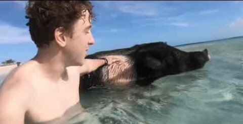 Des cochons accueillent les touristes sur cette plage des Bahamas