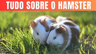 Descobrindo o Encanto dos Hamsters Conheça Tudo sobre Esses Adoráveis Roedores.