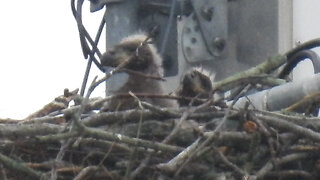 Eaglets Are About 3.5 Weeks