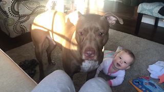 Pit Bull Catching Treats Triggers Baby's Hysterical Laughter