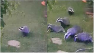 Badgers invade garden every day!