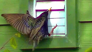 IECV NV #37 - 👀 Starling And The Door Fight 5-24-2014