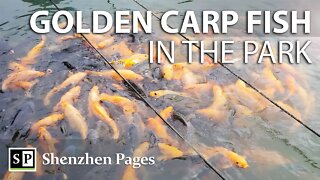 Golden carp fish in Lianhuashan Park, Shenzhen