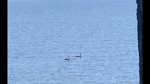 Pleasant morning on the Coosa River watching the wildlife.