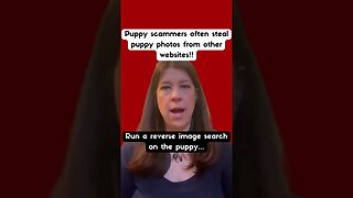 Be a Scam Tracker Before Buying a Puppy Online!🐶🐾 #shorts #puppy #puppies