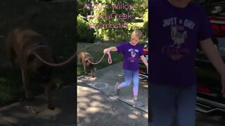Walking your dog ! LonelyCreek bullmastiff
