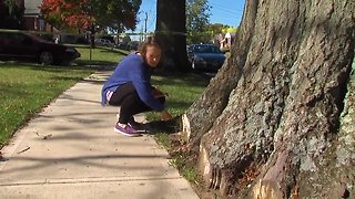 Did city project kill these trees?