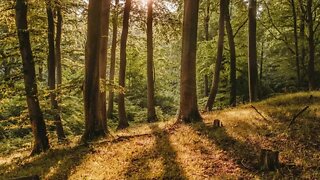 Natureza - Barulho da Floresta - Som da Natureza para Meditação