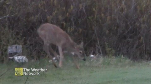 Dancing deer can't stop leaping and bounding for spring