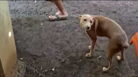 Guy and dog do joint twerk!