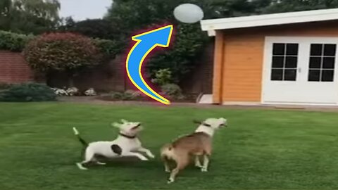 Puppy playing ball video