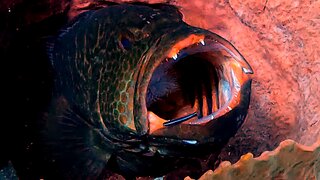 Grouper in Roatan gets a teeth cleaning by his little friend