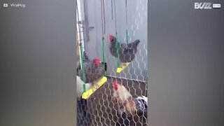 Les poules aussi aiment la balançoire