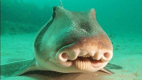 Australian bull shark