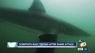 Scientists believe great white shark bit boy in San Diego