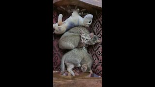 Cute Cats Slerping