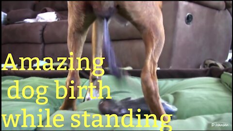 Amazing Birth dog while standing