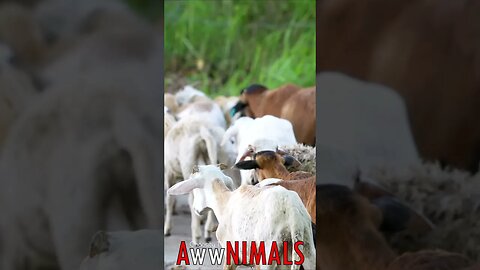 🤗 #AwwNIMALS - Rocky Road Travelers: Herd of Goats and Sheep 💕