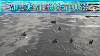 Neighborhood Baby Ducks