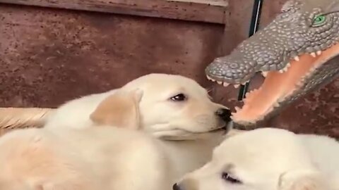 3 small dogs devoured by fake crocodile mouths, their expressions make you laugh