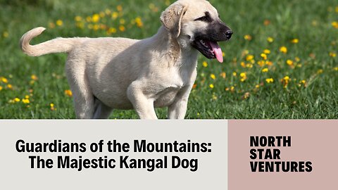 Guardians of the Mountains The Majestic Kangal Dog