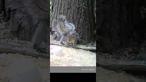 Squirrel 🐿️Stretch 🐿️Athlete ⚽in the making #cute #funny #animal #nature #wildlife #trailcam #farm
