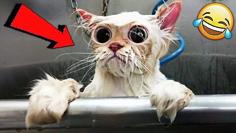 Animals That Will Definitely Make You Smile - 😺🐶 Funniest Animals 2023 |Crazy Pets