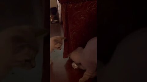8 Week Old Kittens Playing With Foil Ball - So Cute #Shorts #Kittens #Cats