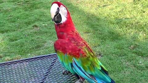 Parrots play and dance. You must be laughing