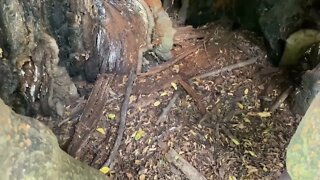 Tree hole shelter/3