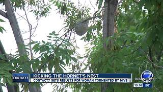 Aurora great-grandmother seeks out Contact7 after city told her hornet nest was her responsibility