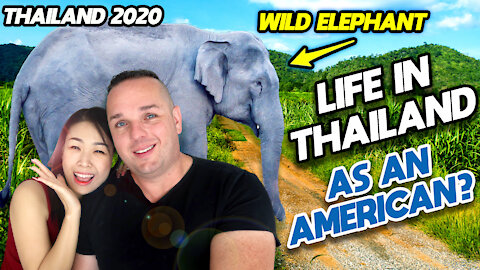My first Wild Elephant Sighting! American living in Thailand 2021