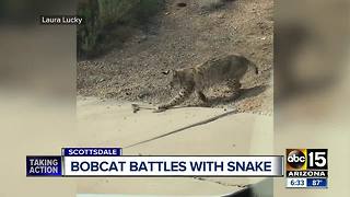 Valley woman catches fight between bobcat and snake on video