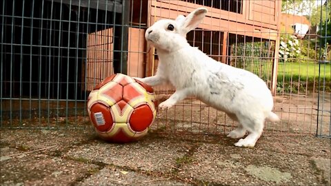 30 Bunny Tricks For Bunny Lovers