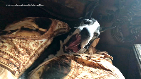 Comfy Great Dane Doesn't Want To Get Out Of Bed