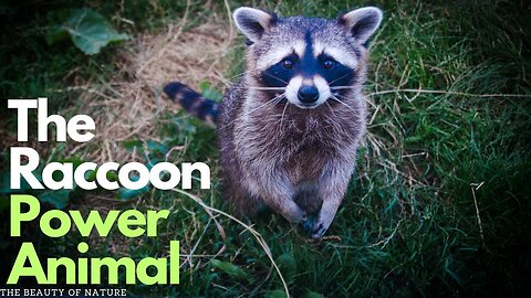 "The Raccoon Power Animal: Unlocking the Secrets of Resourcefulness and Adaptability"