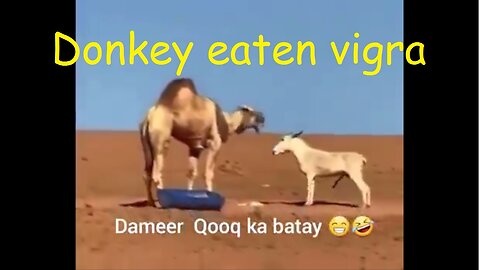 Donkey eaten vigra