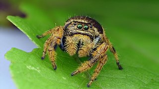 Colorful jumping spider doesn't need web to catch prey