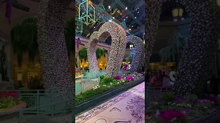 Bellagio Hotel And Casino, New Spring Display Inside The Conservatory 2023 #shorts