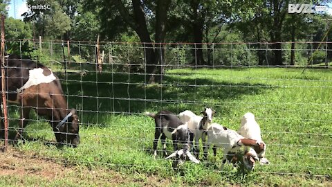 Ces chèvres se font bousculer par un veau affamé