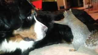 Funny Squirrel Befriends With A Bernese Mountain Dog