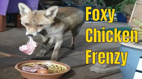 🦊Friendly urban #fox Ajax is on an egg & raw chicken feast as needs a vixen who recently gave birth