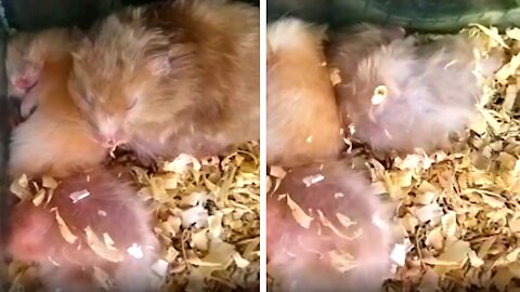 Cute hamster said, Please don't disturb our sleep