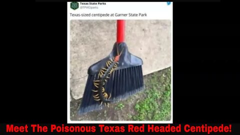 Meet The Texas Giant Red Headed Poisonous Centipede!