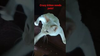little white kitten falls over from too much pets
