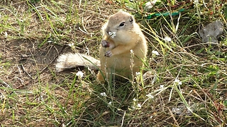 The gopher