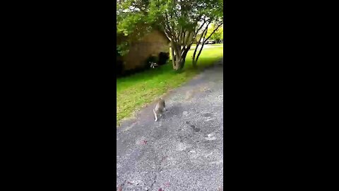 Cat attacked by Texas state birds