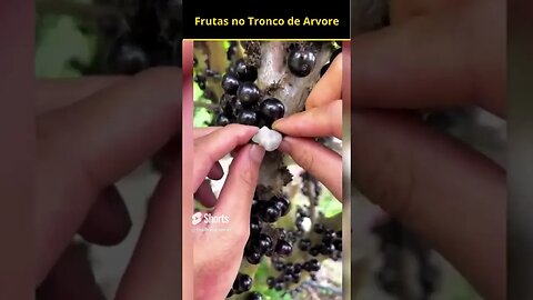 Frutas no Tronco da Árvore O Misterio #shorts